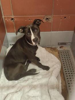 Staffordshire Bull Terrier and Mixed Breed Dogs Available for Adoption in Houston, Texas - ORISA | PetCurious