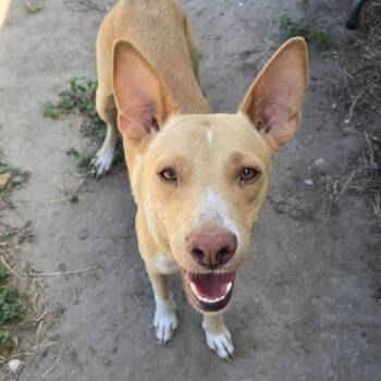 Canela -  Shepherd and Mixed Breed Dog for Adoption in Edinburg, Texas - Canela | PetCurious