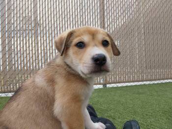 Pit Bull Terrier Dogs Available for Adoption in Liberty, Missouri - Bumi | PetCurious