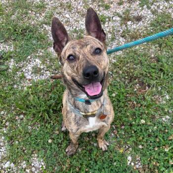 Charlie -  Terrier and Mixed Breed Dog for Adoption in Springfield, Missouri - Charlie | PetCurious