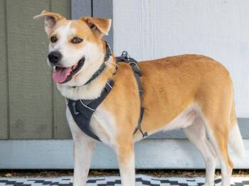 Walter -  Mixed Breed Dog for Adoption in Savage, Minnesota - Walter | PetCurious