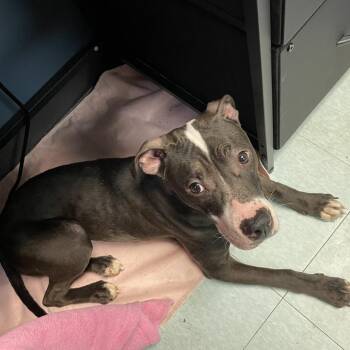 Mixed Breed Dogs Available for Adoption - Cherry | PetCurious