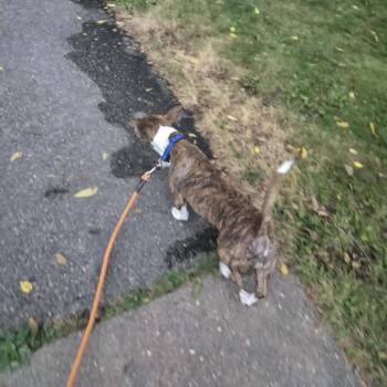 Hannah -  Mixed Breed Dog for Adoption in Madison, Wisconsin - Hannah | PetCurious