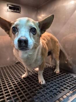 Chihuahua Dogs Available for Adoption in Lawrenceville, Georgia - Pen 238 Bingo | PetCurious