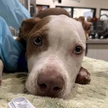 Barry -  American Staffordshire Terrier and Mixed Breed Dog for Adoption in New York, New York - Barry | PetCurious