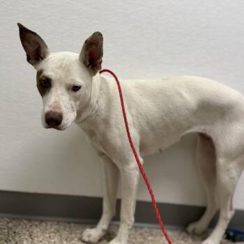 Xena -  Pit Bull Terrier and Mixed Breed Dog for Adoption in Bullhead City, Arizona - Xena | PetCurious