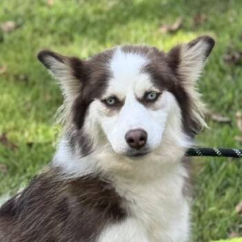 Rescue Husky Dogs for Adoption in Locust Fork, Alabama - Tillie | PetCurious