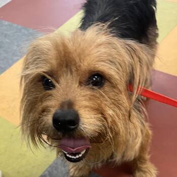 Kori -  Yorkshire Terrier Dog for Adoption in Philadelphia, Pennsylvania - Kori | PetCurious