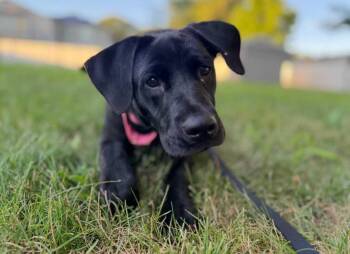 Rescue Mixed Breed Dogs for Adoption in Fairfield, New Jersey - Tippy | PetCurious