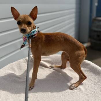 Dazzle -  Chihuahua and Mixed Breed Dog for Adoption in Newberg, Oregon - Dazzle | PetCurious