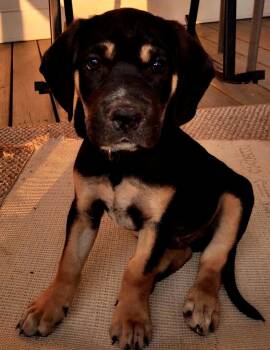 Maverick -  Bluetick Coonhound and Mixed Breed Dog for Adoption in Blairstown, New Jersey - Maverick | PetCurious