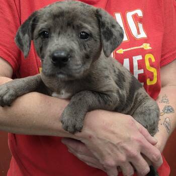 Australian Shepherd and Labrador Retriever Dogs Available for Adoption in Parsons, Kansas - Merle | PetCurious