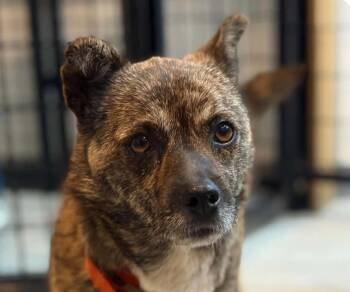 Ruffle -  Jindo Dog for Adoption in San Ramon, California - Ruffle | PetCurious