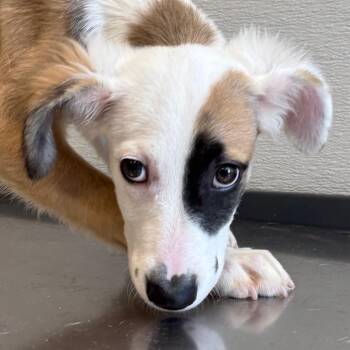 Dorothy -  Mixed Breed Dog for Adoption in Las Cruces, New Mexico - Dorothy | PetCurious
