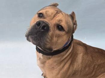 Douglas -  Pit Bull Terrier and Mixed Breed Dog for Adoption in Minneapolis, Minnesota - Douglas | PetCurious