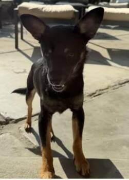 Chihuahua and Mixed Breed Dogs Available for Adoption - A046744 | PetCurious