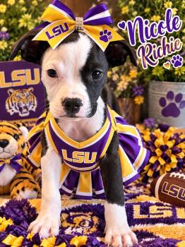 Nicole Richie -  Pit Bull Terrier Dog for Adoption in Greensboro, Alabama - Nicole Richie | PetCurious