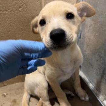 Lex -  Labrador Retriever and Shepherd Dog for Adoption in Edinburg, Texas - Lex | PetCurious