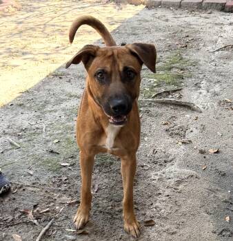 Anthony Kiedis -  Shepherd Dog for Adoption in Slidell, Louisiana - Anthony Kiedis | PetCurious