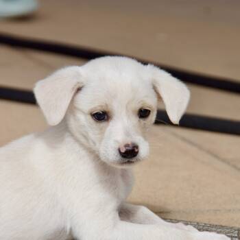 Rescue Mixed Breed and Terrier Dogs for Adoption in Escondido, California - Latte | PetCurious