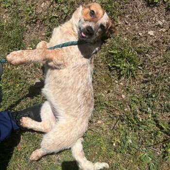 Cattle Dog Dogs Available for Adoption - Ricotta | PetCurious
