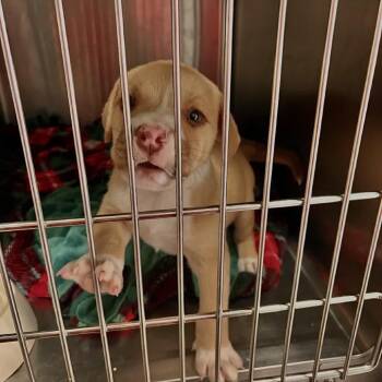 Mixed Breed Dogs Available for Adoption in Columbus, Georgia - Tater Tot | PetCurious