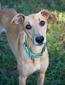 Gary -  Greyhound Dog for Adoption in Indianapolis, Indiana - Gary | PetCurious