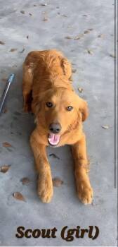 Golden Retriever and Mixed Breed Dogs Available for Adoption - Caputi  / Mama Scout | PetCurious