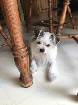 Courage -  Jack Russell Terrier Dog for Adoption in Plymouth, Michigan - Courage | PetCurious