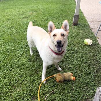 Beans -  Shepherd and Labrador Retriever Dog for Adoption in South Houston, Texas - Beans | PetCurious