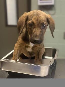 Samuel Black -  German Shepherd Dog Dog for Adoption in Red Bluff, California - Samuel Black | PetCurious