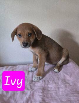 Labrador Retriever Dogs Available for Adoption in Huntington, New York - Ivy | PetCurious
