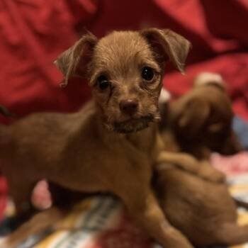 Naomi -  Yorkshire Terrier and Miniature Pinscher Dog for Adoption in Fairmont, Minnesota - Naomi | PetCurious