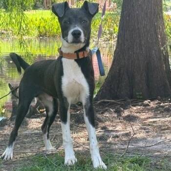 Percy -  Basenji and Terrier Dog for Adoption in Farmington, Connecticut - Percy | PetCurious