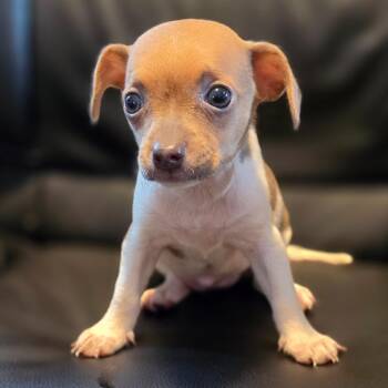 Ida Lee -  Chihuahua Dog for Adoption in Jefferson City, Tennessee - Ida Lee | PetCurious