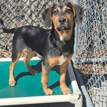 Hound Dogs Available for Adoption - Jude | PetCurious