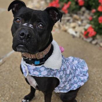 Pit Bull Terrier and Mixed Breed Dogs Available for Adoption in Chesapeake, Virginia - Josie | PetCurious