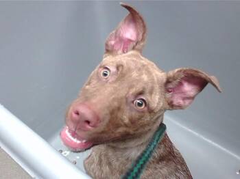 Greyhound and Mixed Breed Dogs Available for Adoption - CHEESE BALL | PetCurious