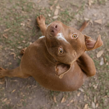 Rescue Pit Bull Terrier Dogs for Adoption in Corsicana, Texas - Charlie D45671 | PetCurious