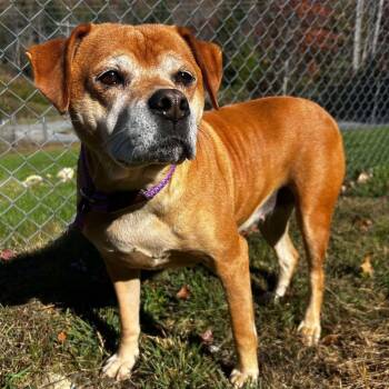 Rescue Mixed Breed Dogs for Adoption in Milan, Pennsylvania - Daisy | PetCurious