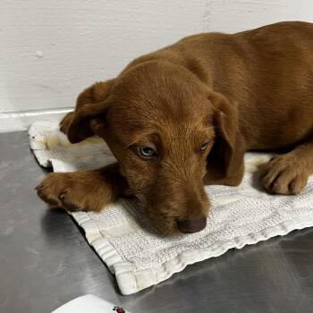 Poodle and Wirehaired Dachshund Dogs Available for Adoption in Birmingham, Alabama - Dragon | PetCurious