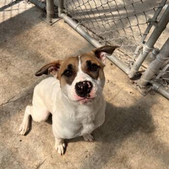 Rescue Pit Bull Terrier Dogs for Adoption in Moscow, Idaho - Loretha | PetCurious