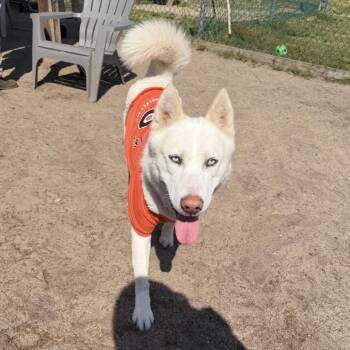 Husky Dogs Available for Adoption in Newark, New Jersey - Visenya | PetCurious