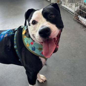 Fiona -  Boxer Dog Available for Adoption in Normal, Illinois - Fiona | PetCurious