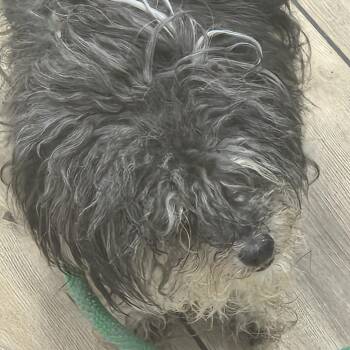 Dasher -  Shih Tzu Dog for Adoption in Newark, New Jersey - Dasher | PetCurious