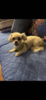 Rescue Shih Tzu and Poodle Dogs for Adoption in St. Louis, Missouri - Poopsie | PetCurious