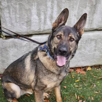 Rescue German Shepherd Dog Dogs for Adoption in Briarcliff Manor, New York - Tiny | PetCurious