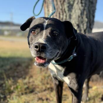 Dasher -  Labrador Retriever Dog for Adoption in Columbia, South Carolina - Dasher | PetCurious