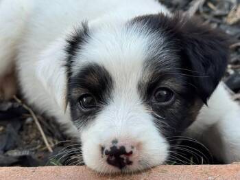 Cher - Sonny & Cher -  Australian Shepherd Dog for Adoption in Woodside, California - Cher - Sonny & Cher | PetCurious