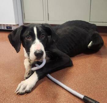 Labrador Retriever and Hound Dogs Available for Adoption in Oakland, California - Waymo | PetCurious